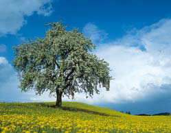 Baum auf einer Wiese